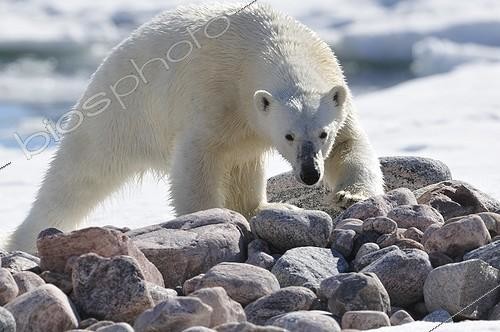 Biosphoto | 1776504 | Ours polaire s'approchant du camp Cap Greg Groenland | &copy; Pierre Vernay / Biosphoto