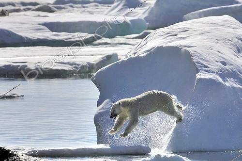 Biosphoto | 1776516 | Ours polaire sautant Cap Greg Groenland | &copy; Pierre Vernay / Biosphoto
