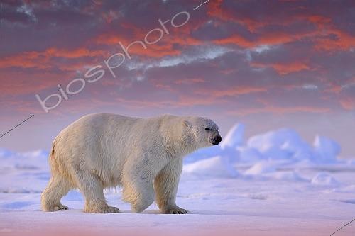 Biosphoto | 2609669 | Ours polaire (Ursus maritimus) marchant sur le bord de la glace dérivante dans la mer de Svalbard. | &copy; Ondrej Prosicky / imageBROKER / Biosphoto