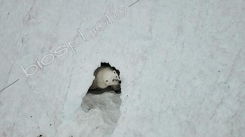 Biosphoto | 2545857 | Ours polaire (Ursus maritimus) occupant une tanière abandonnée sur un névé, Ile Raffles, Terre de Liverpool au début août, Nord Est Groenland | &copy; Pierre Vernay / Biosphoto
