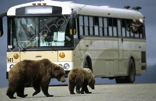 Biosphoto | 179292 | Ourson brun et sa mère traversant une piste devant un bus | &copy; Robert Valarcher / Biosphoto