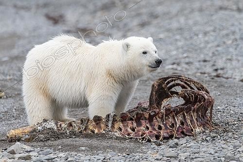 Biosphoto | 2611540 | Ourson polaire Ours polaire (Ursus maritimus) devant les restes d'un Bélouga (Delphinapterus leucas), Conhingam bay, Canada arctique | &copy; Raphaël Sané / Biosphoto