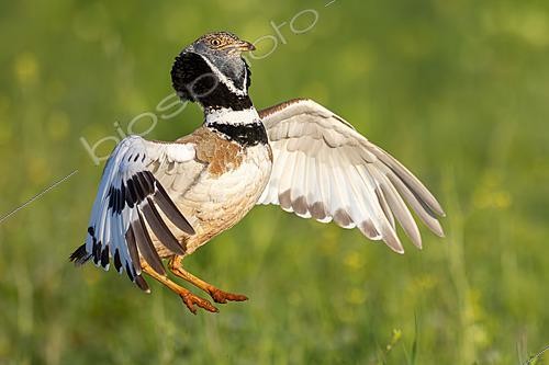 Biosphoto | 2627784 | Outarde canepetière (Tetrax tetrax) mâle effectuant sa parade nuptiale avec les ailes déployées, Almuradiel, Ciudad Real, Espagne. | &copy; Pablo Barrena / Biosphoto