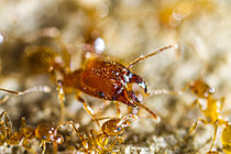 Biosphoto | 2621300 | Ouvrières et soldat de fourmi (Myrmica sp), Parc national des Cévennes, France | &copy; Philippe Lebeaux / Biosphoto