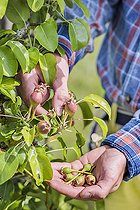 Biosphoto | 2452274 | Over-plucking of pears on a subject palisse in espalier. | &copy; Jean-Michel Groult / Biosphoto