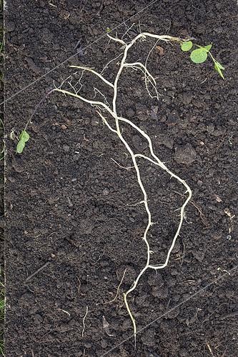 Biosphoto | 2431887 | Overview of the underground system of the vertical rhizome of Hedge false bindweed (Calystegia sepium) | &copy; Jean-Michel Groult / Biosphoto