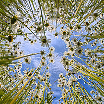 Biosphoto | 2628456 | Oxeye daisy (Leucanthemum vulgare) with blue sky, England | &copy; Frédéric Desmette / Biosphoto