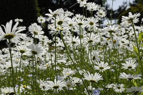 Biosphoto | 1313905 | Oxeyedaisies in bloom in a garden | &copy; Jean-Yves Grospas / Biosphoto