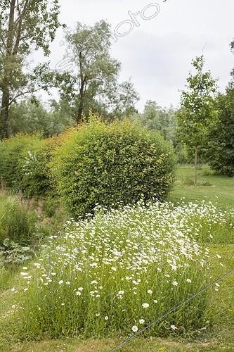 Biosphoto | 1941588 | Oxeyedaisies in bloom in a garden | &copy; Jean-Michel Groult / Biosphoto