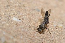 Biosphoto | 2089578 | Oxybèle biponctué (Oxybelus bipunctatus) femelle apportant une mouche dans sa galerie, Parc naturel régional des Vosges du Nord, France | &copy; Michel Rauch / Biosphoto