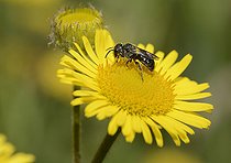 Biosphoto | 2089580 | Oxybèle biponctué (Oxybelus bipunctatus) sur fleur de Pulicaire dysentérique (Pulicaria dysenterica), Parc naturel régional des Vosges du Nord, France | &copy; Michel Rauch / Biosphoto