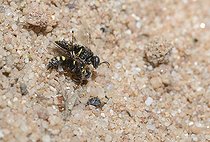 Biosphoto | 2089581 | Oxybèle redoutable (Oxybelus uniglumis) tentative d'accouplement, Parc naturel régional des Vosges du Nord, France | &copy; Michel Rauch / Biosphoto