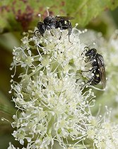 Biosphoto | 2051258 | Oxybelus biponctués (Oxybelus bipunctatus) sur Ombellifère, 2015 08 07, Parc naturel régional des Vosges du Nord, France, classé Réserve mondiale de Biosphère par l'UNESCO, France | &copy; Michel Rauch / Biosphoto