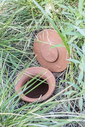Biosphoto | 2546752 | Oya dans un massif de graminées : la réserve d'eau dure longtemps et limite les apports d'eau. | &copy; Jean-Michel Groult / Biosphoto