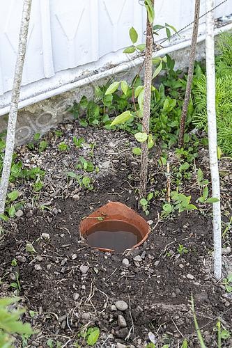 Biosphoto | 2452919 | Oya: Porous terracotta watering pot in a garden, summer, Vosges, France | &copy; Yann Avril / Biosphoto