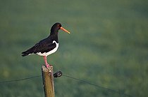 Biosphoto | 1515879 | Oystercatcher (Haematopus ostralegus) | &copy; Michael Maehrlein / imageBROKER / Biosphoto