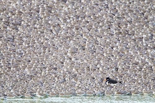 Biosphoto | 1818493 | Oystercatcher in a flock of Knots roosting in autumn | &copy; Frédéric Desmette / Biosphoto