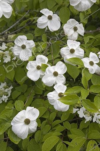 Biosphoto | 461283 | Pacific Dogwood in bloom at Jardin de Chantal et Alain | &copy; NouN / Biosphoto