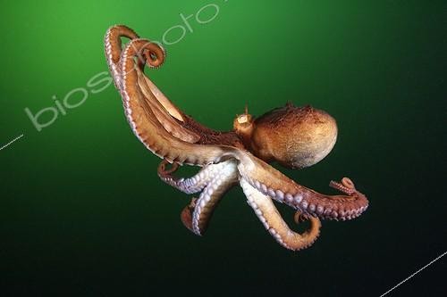 Biosphoto | 1359945 | Pacific Giant Octopus swimming British Colombia Canada | &copy; Brandon Cole / Biosphoto