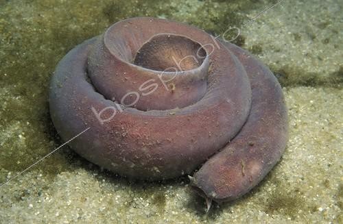 Biosphoto | 65150 | Pacific hagfish in aquarium California USA | &copy; Brandon Cole / Biosphoto