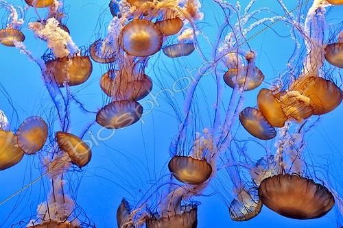 Biosphoto | 997184 | Pacific sea nettle Jellyfishes floating in water California | &copy; Jean-Philippe Delobelle / Biosphoto
