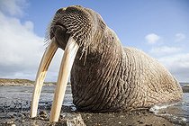 Biosphoto | 2047725 | Pacific Walrus on shore - Chukotka Russia | &copy; Mike Korostelev / Biosphoto