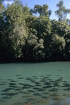 Biosphoto | 149590 | Pacu and Piraputangas in the hot sources Bonito Brazil | &copy; Michel Gunther / Biosphoto