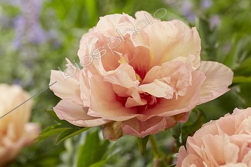 Biosphoto | 2573289 | Paeonia Royal Blush | &copy; CNB Paeonia / Visions Pictures / Biosphoto
