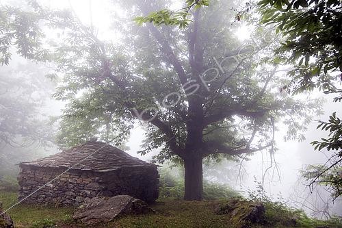 Biosphoto | 2593254 | Pagliaghju, Corsican word for straw shed: shed where straw is stored, in the mist of the Rutali forest, Corsica, France | &copy; Hyacinthe Sambroni / Biosphoto