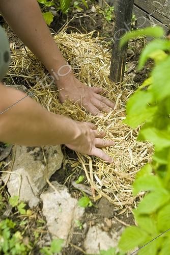 Biosphoto | 1127850 | Paillage de plants de Framboisiers dans un jardin  France | &copy; Marc Chatelain / Biosphoto