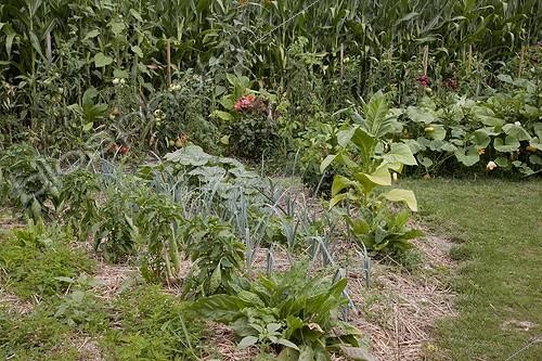 Biosphoto | 1185770 | Paillage sur Légumes dans un jardin potager bio fleuri | &copy; NouN / Biosphoto
