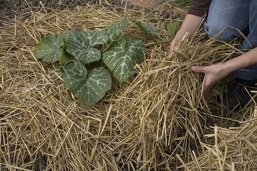 Biosphoto | 503534 | Paillage d'un pied de courge au potager | &copy; NouN / Biosphoto