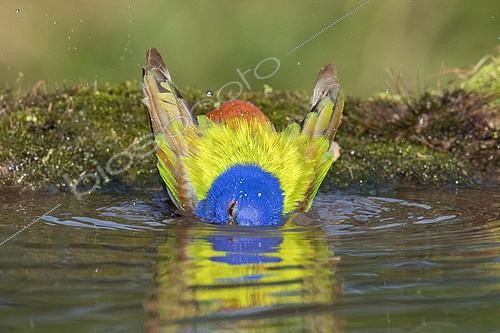 Biosphoto | 2408647 | Painted Bunting (Passerina ciris) male bathing, Texas, USA | &copy; Alan Murphy / BIA / Biosphoto