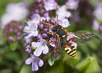 Biosphoto | 2166663 | Painted Nomad Bee (Nomada fucata) foraging on thyme, Regional Natural Park of Vosges du Nord, France | &copy; Michel Rauch / Biosphoto