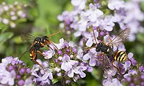 Biosphoto | 2166664 | Painted Nomad Bee (Nomada fucata) foraging on thyme, Regional Natural Park of Vosges du Nord, France | &copy; Michel Rauch / Biosphoto