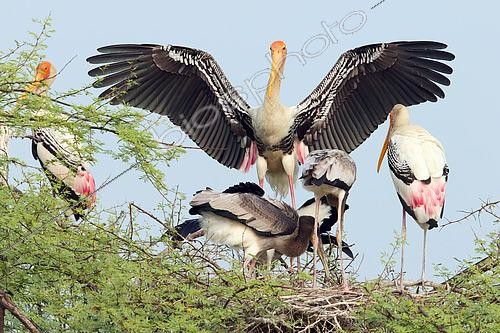 Biosphoto | 2450384 | Painted Stork (Mycteria leucocephala) couple nesting near their three large young begging, against a backdrop of blue sky, Northwest, India | &copy; Jean Mayet / Biosphoto