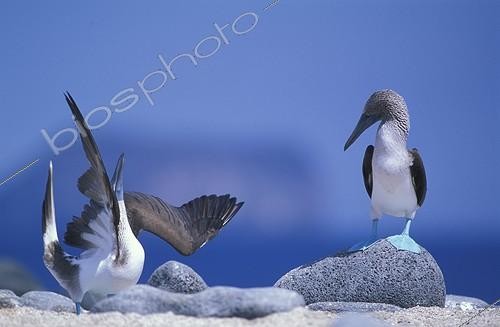 Biosphoto | 19254 | Pair of Blue-footed Boobies courting Galapagos Ecuador | &copy; Jean-Paul Chatagnon / Biosphoto