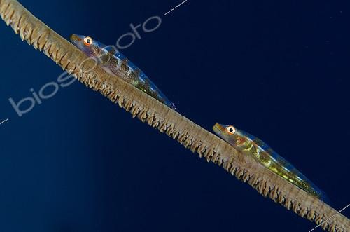 Biosphoto | 2487964 | Pair of Loki Whip Gobies (Bryaninops loki) on Whip Coral (Alcyonacea Order), Crystal Bay dive site, Padang Bai, Bali, Indonesia | &copy; Colin Marshall / Biosphoto