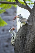 Biosphoto | 2601889 | Pair of red-billed hornbills (Tockus erythrorhynchus) preparing their nest, dug in a trunk, Etosha National Park, Namibia, France | &copy; Alain Roux / Biosphoto