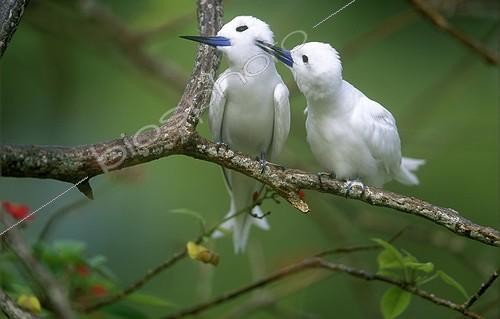 Biosphoto | 36720 | Pair of White Terns Bird Island Seychelles | &copy; Berndt Fischer / Biosphoto