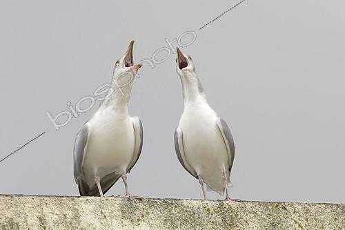 Biosphoto | 534943 | Paire de Goélands argentés criant ensemble France | &copy; Jean-Luc & Françoise Ziegler / Biosphoto