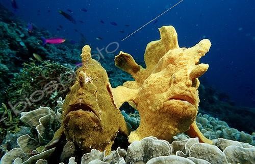 Biosphoto | 57910 | Paire de Poisson-grenouilles de Commerson (Antennarius commerson), Mer de Bohol | &copy; Reinhard Dirscherl / Biosphoto