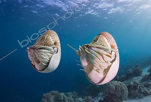 Biosphoto | 2104556 | Palau Nautiluses (Nautilus belauensis), Palau, Oceania | &copy; J.W.Alker / imageBROKER / Biosphoto