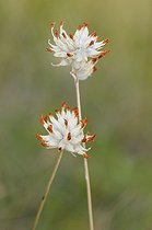 Biosphoto | 1252517 | Pale Clover blossoms France  | &copy; Thierry Van Baelinghem / Biosphoto