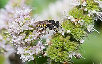 Biosphoto | 2445674 | Pale Jawed Spiny Digger Wasp (Oxybelus mandibularis) on Mint (Mentha sp), Vosges du Nord Regional Natural Park, France | &copy; Michel Rauch / Biosphoto