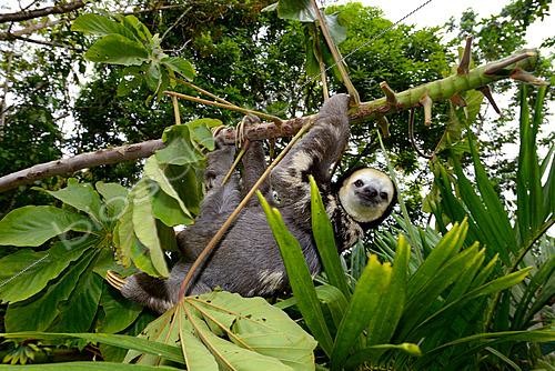 Biosphoto | 2626486 | Pale-throated sloth  Aï  (Bradypus tridactylus), French Guiana | &copy; Daniel Heuclin / Biosphoto