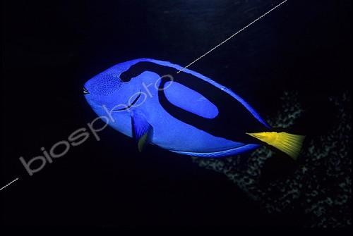 Biosphoto | 698588 | Palette surgeonfish | &copy; Yves Lefèvre / Biosphoto