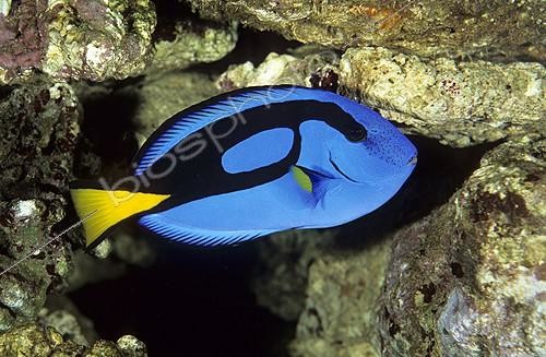 Biosphoto | 698589 | Palette surgeonfish | &copy; Yvette Tavernier / Biosphoto