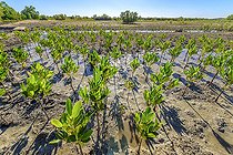 Biosphoto | 2095271 | Palétuviers (Rhizophora mucronata) replantés par milliers pour restaurer une ancienne mangrove très dégradée. Mangrove réhabilitée par le projet Honko, sur la route d'Ifaty près de Bélalanda (lieu dit Ambondrolava), Côte sud-ouest de Madagascar au nord de Toliara | &copy; Jean-Philippe Delobelle / Biosphoto