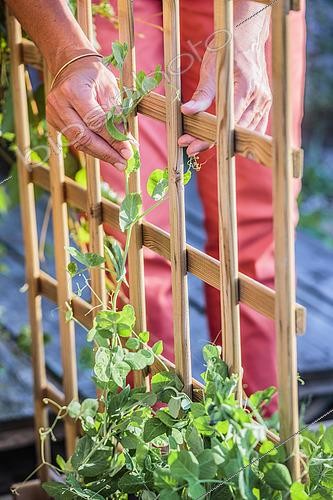 Biosphoto | 2445153 | Palissage de Petit pois (Pisum sativum) grimpant sur un support, Mini potager | &copy; Jean-Michel Groult / Biosphoto